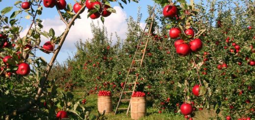 frutteto protocollo d'intesa