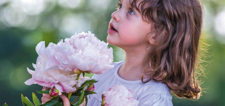 Peonie in Fiore