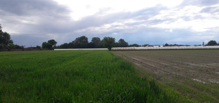 Agricoltura bandi Regione Piemonte