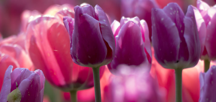 Tulipani e danze storiche