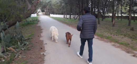 Passeggiata con i cani