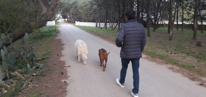 Passeggiata con i cani