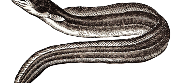 Sagra anguilla Lombriasco