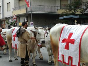 Bue Grasso Domato Manifestazione