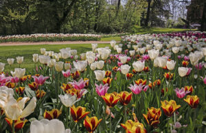 Messer Tulipano