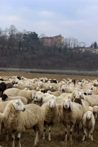 pecore 