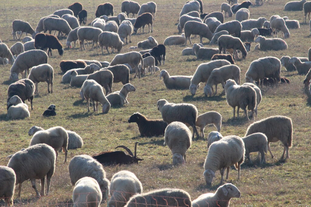 pecore al castello di pralormo