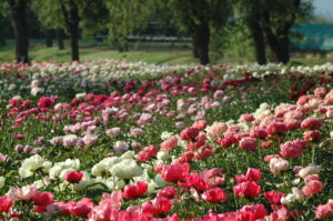 peonie