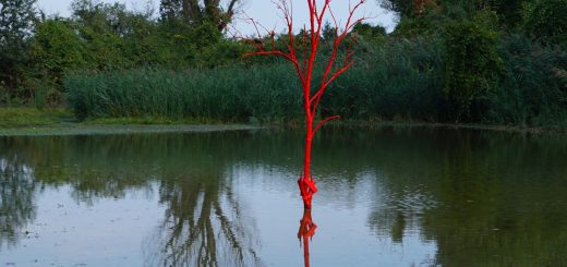 Aaron Nachtailer red tree punte alberete