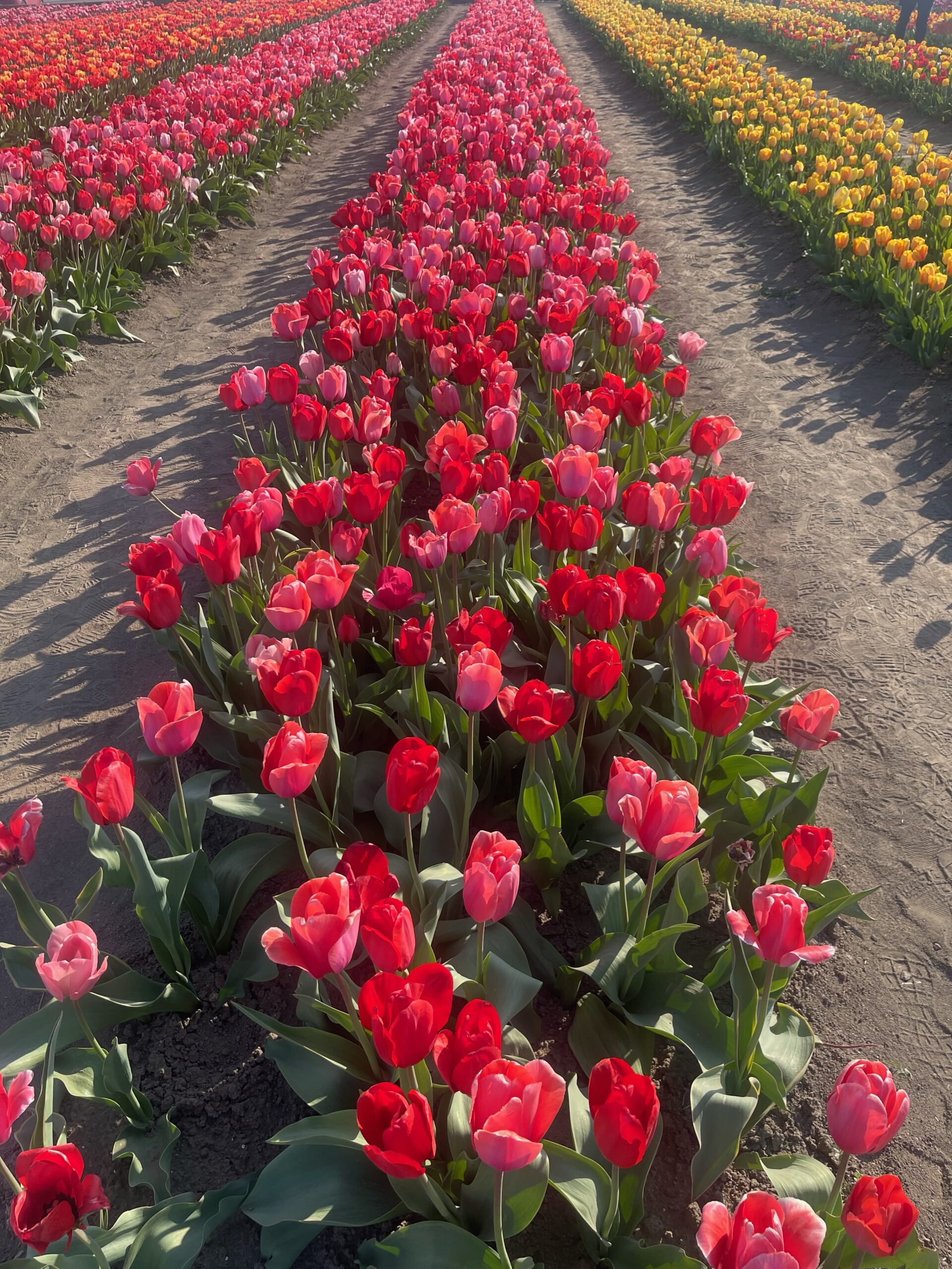 tulipani (m.b.)