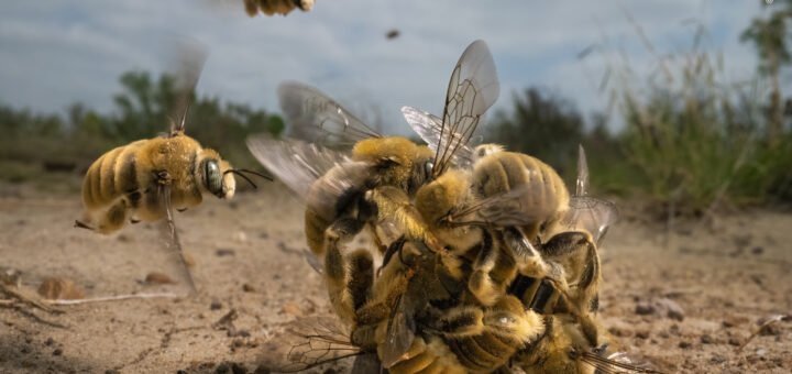 Wildlife Photographer of the Year