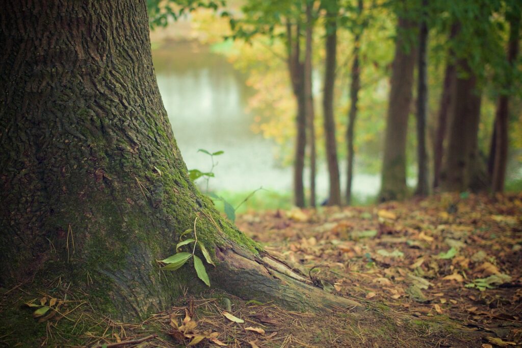 forestazione