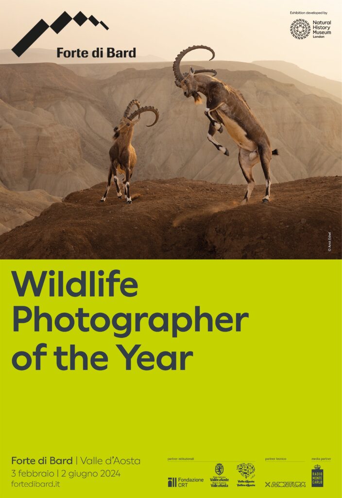wildlife photographer of the year