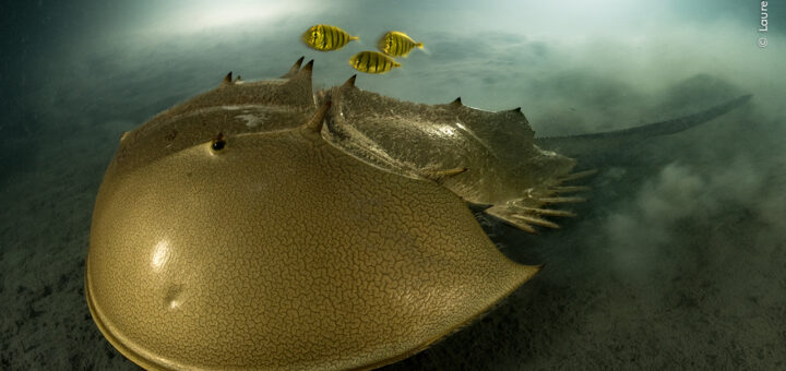 wildlife photographer of the year