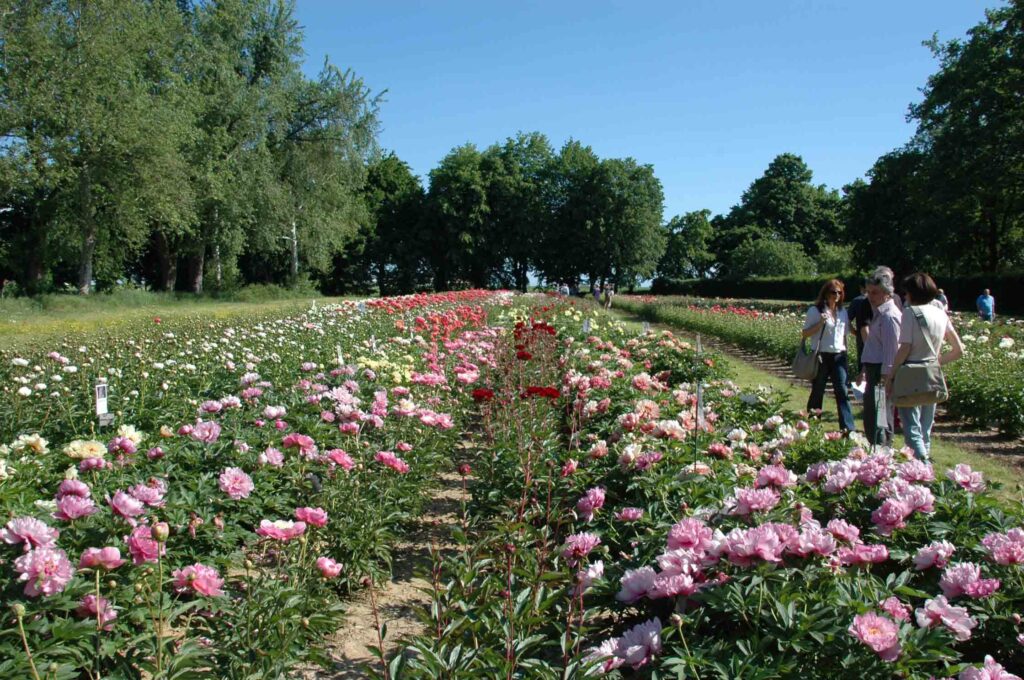 peonie