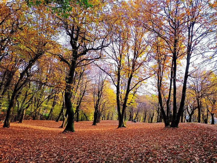 obiettivo foliage