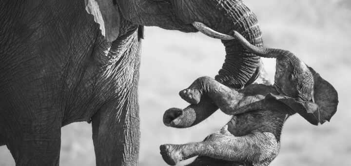 Wildlife Photographer of the Year