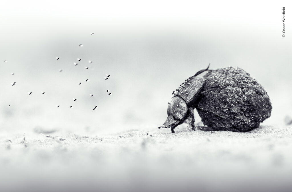 Wildlife Photographer of the Year